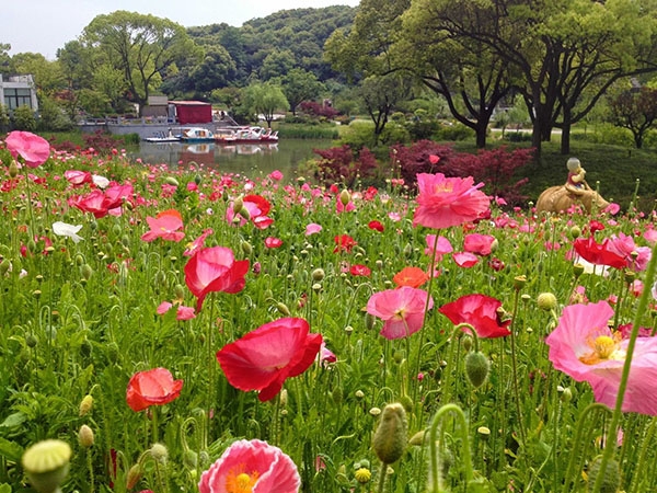 冰島虞美人花海